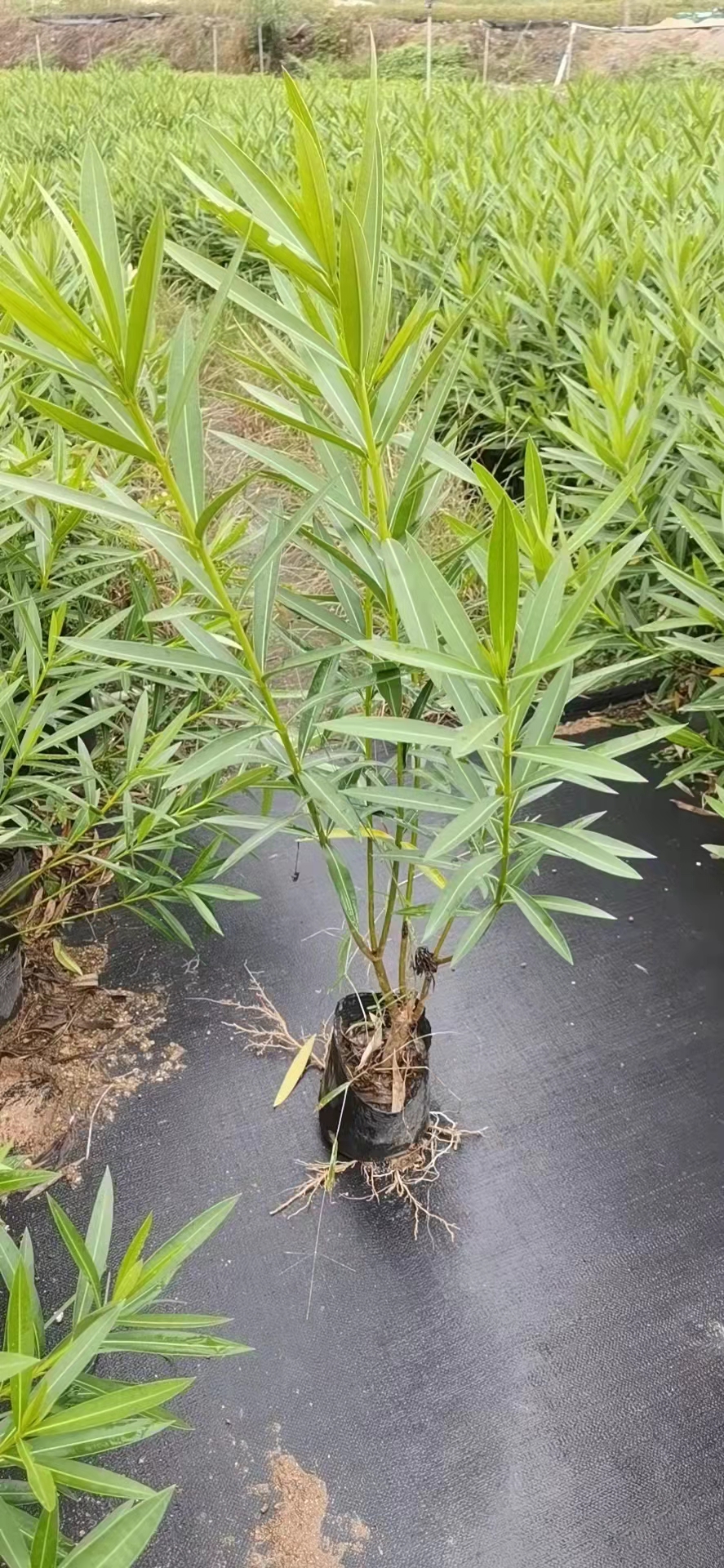 漳州夾竹桃供應(yīng)、種植、基地