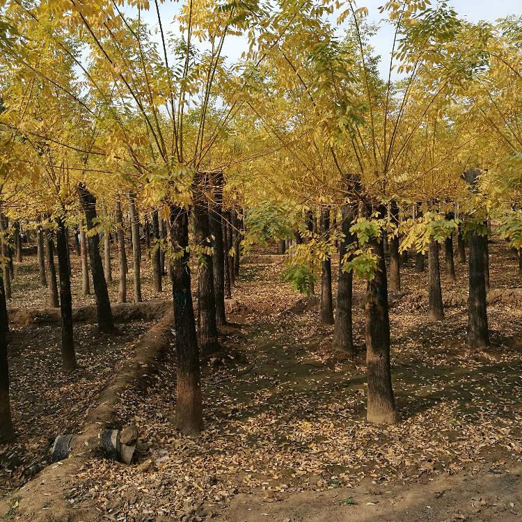 河北觀賞金枝槐種植基地_批發(fā)價格【保定市騰越園林綠化工程有限公司】