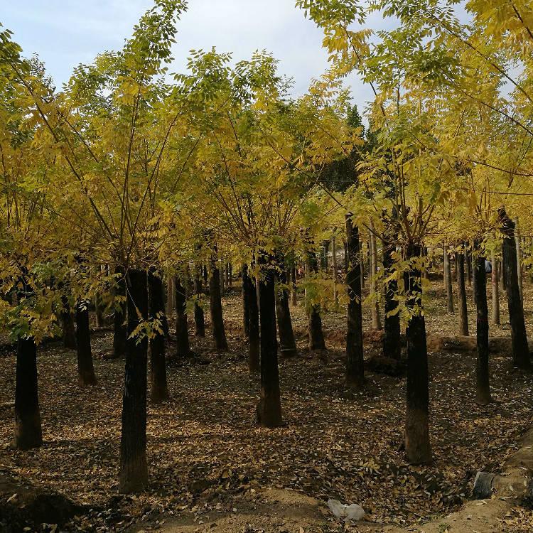 河北觀賞金枝槐種植基地_批發(fā)價格【保定市騰越園林綠化工程有限公司】