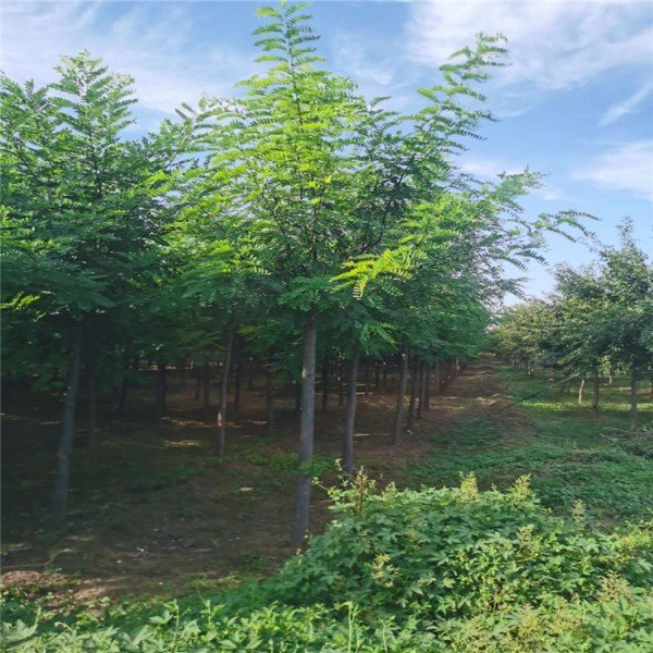 保定刺槐苗產(chǎn)地批發(fā)_大量供應(yīng)【保定市騰越園林綠化工程有限公司】 刺槐苗廠家