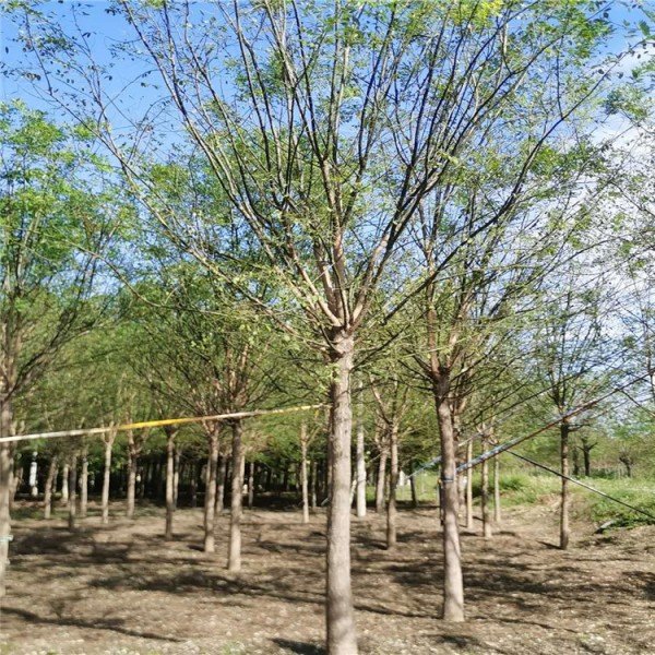 騰越園林綠化常年供應(yīng)15公分國槐 批發(fā)銷售速生樹國槐