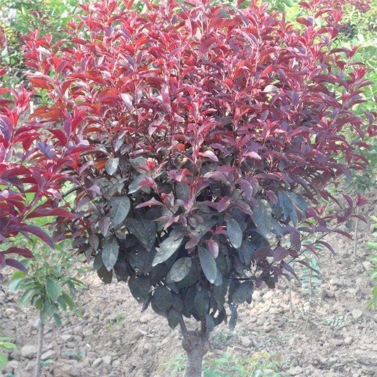 紫葉矮櫻廠(chǎng)家報(bào)價(jià)  紫葉矮櫻哪里便宜