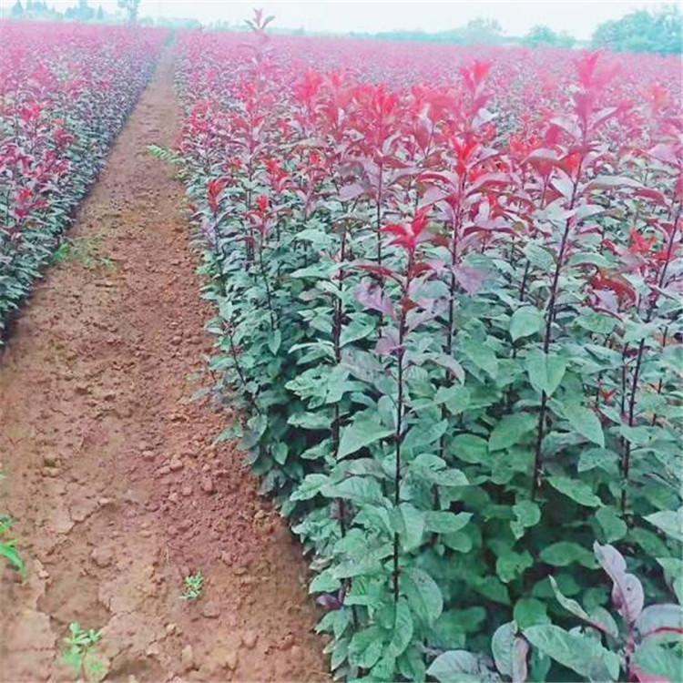 紫葉矮櫻廠(chǎng)家報(bào)價(jià)  紫葉矮櫻哪里便宜