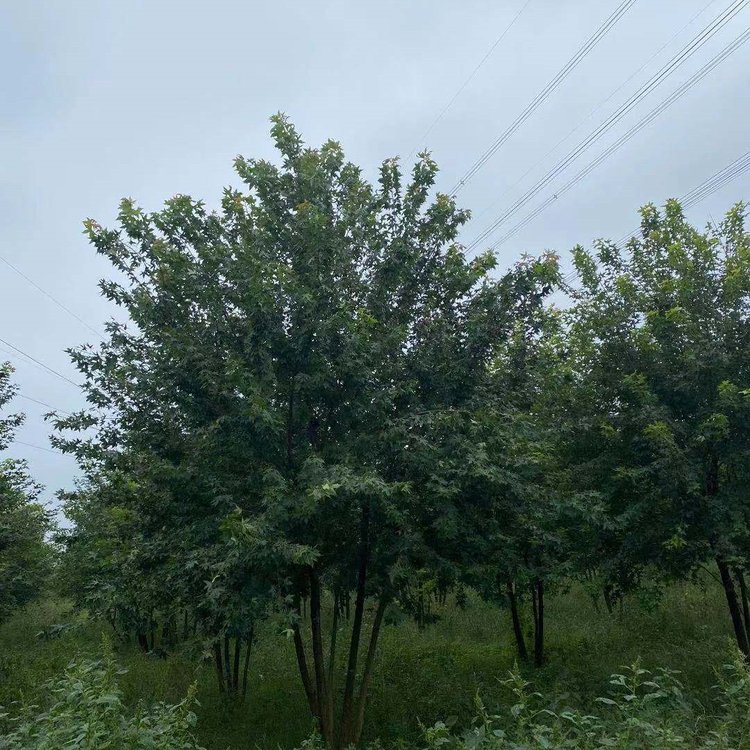 五角楓廠家  五角楓價格