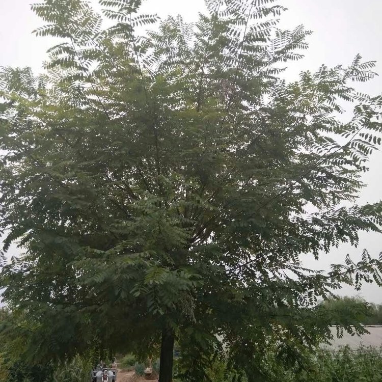 刺槐報價  刺槐哪里好