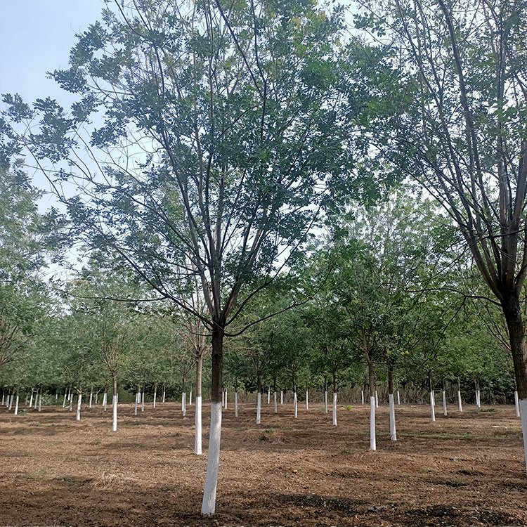 國槐價(jià)格  國槐報(bào)價(jià)