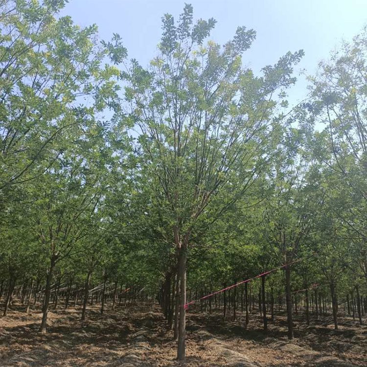 國槐價(jià)格  國槐報(bào)價(jià)