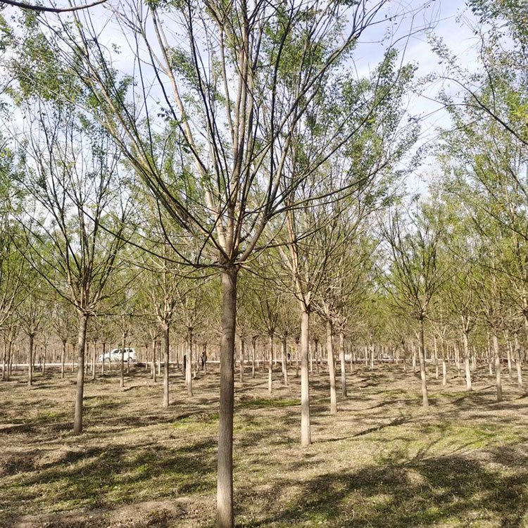 國槐價(jià)格  國槐報(bào)價(jià)