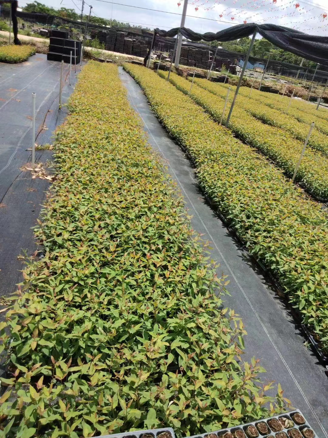 桉樹苗種植基地批發(fā)價格、福建速生桉樹苗多少錢【大良農(nóng)林】