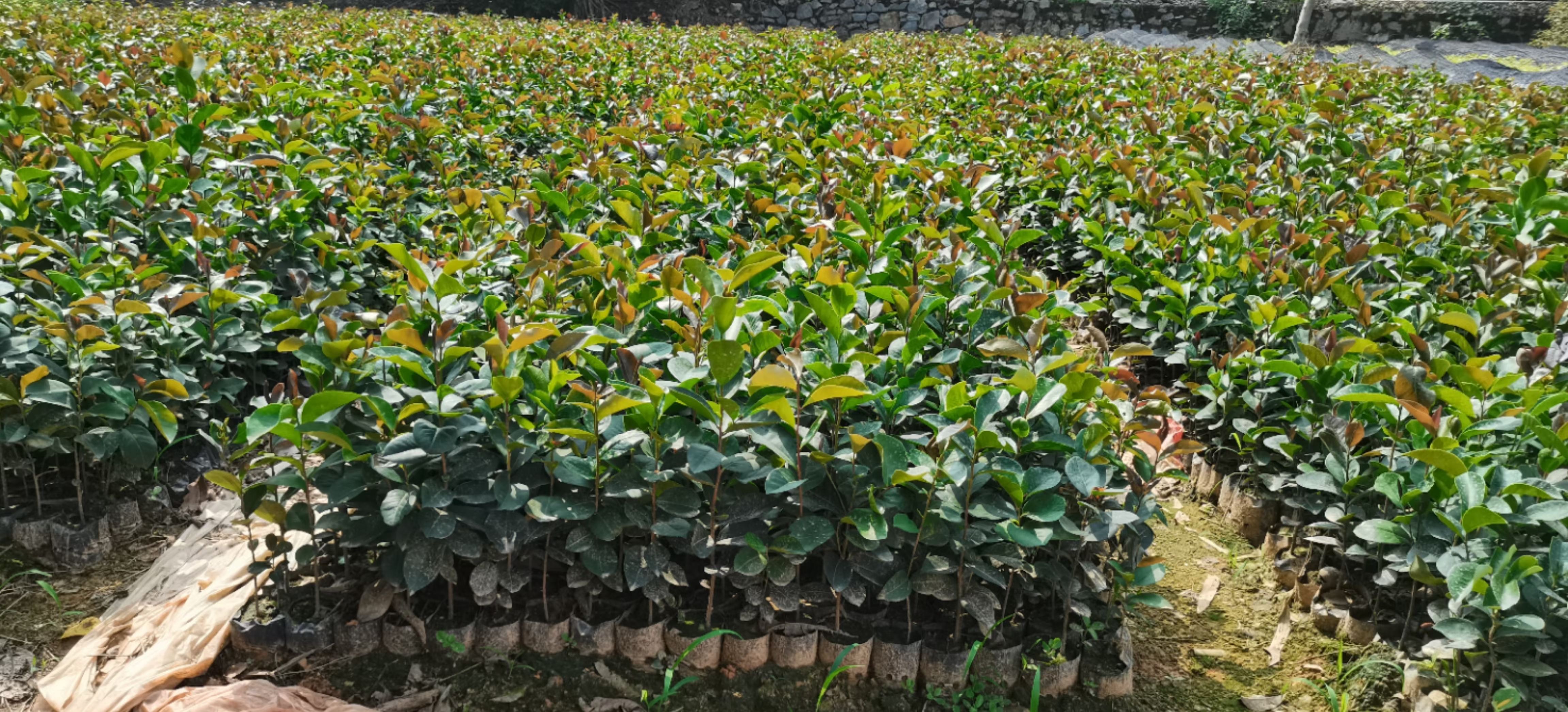 云南油茶嫁接苗哪便宜、油茶嫁接苗杯苗批發(fā)價(jià)格、油茶嫁接苗育苗場(chǎng)