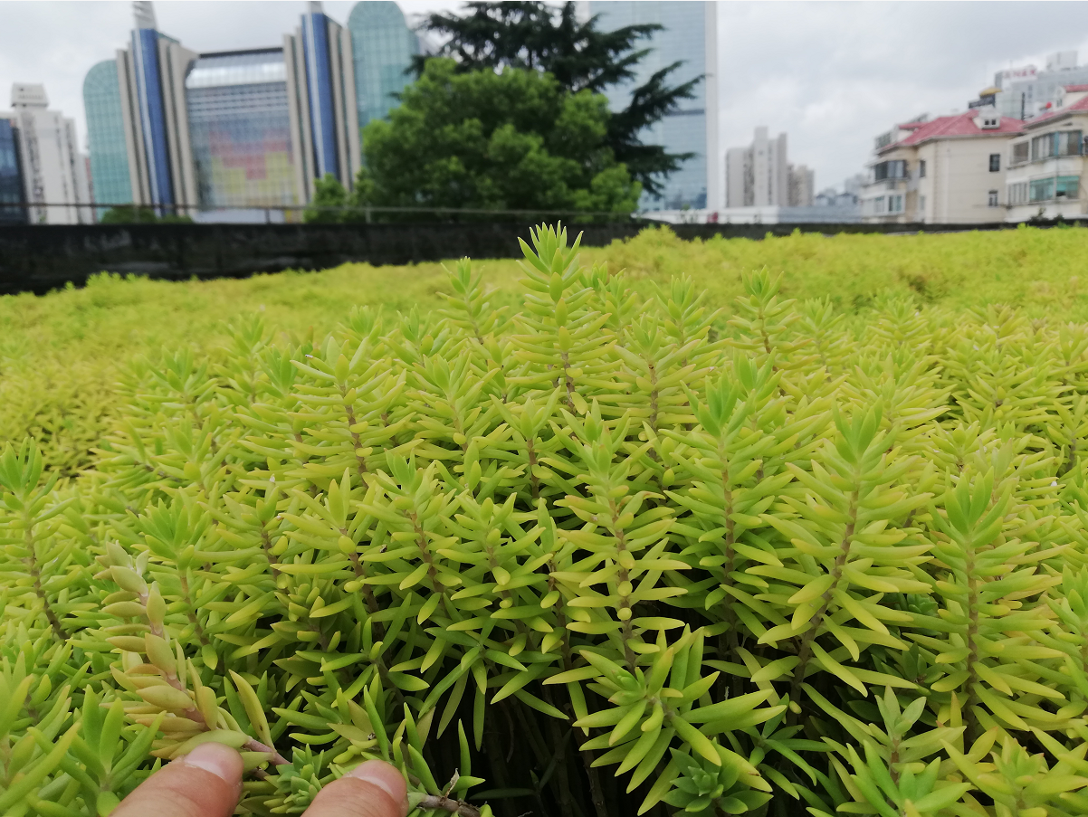 房頂隔熱草坪 承接房頂隔熱草坪施工 房頂隔熱草坪種植價格
