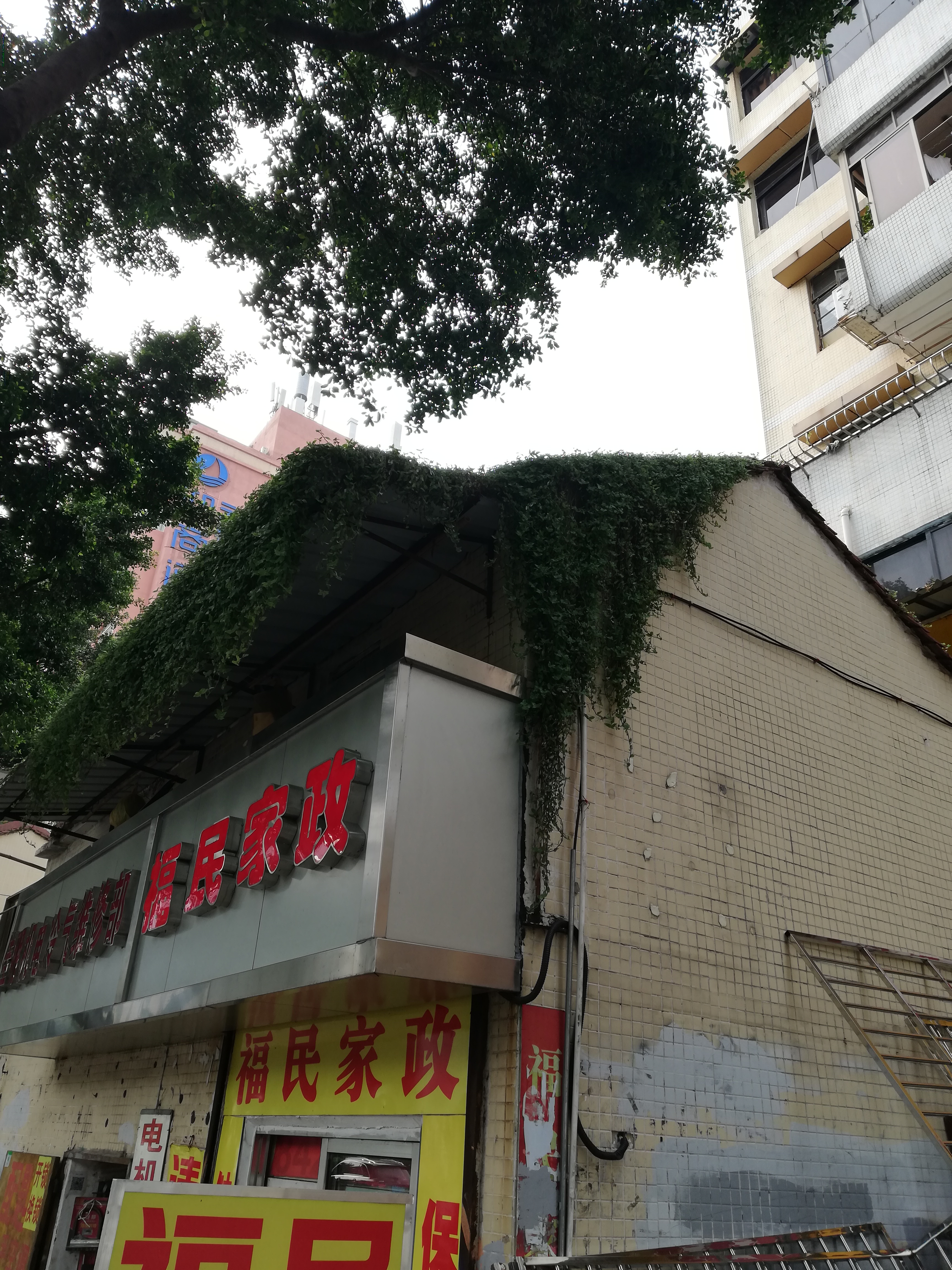 房頂隔熱草坪 承接房頂隔熱草坪施工 房頂隔熱草坪種植價格