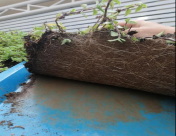 樓頂種草 樓頂種草施工 屋面覆頂植草報(bào)價(jià)