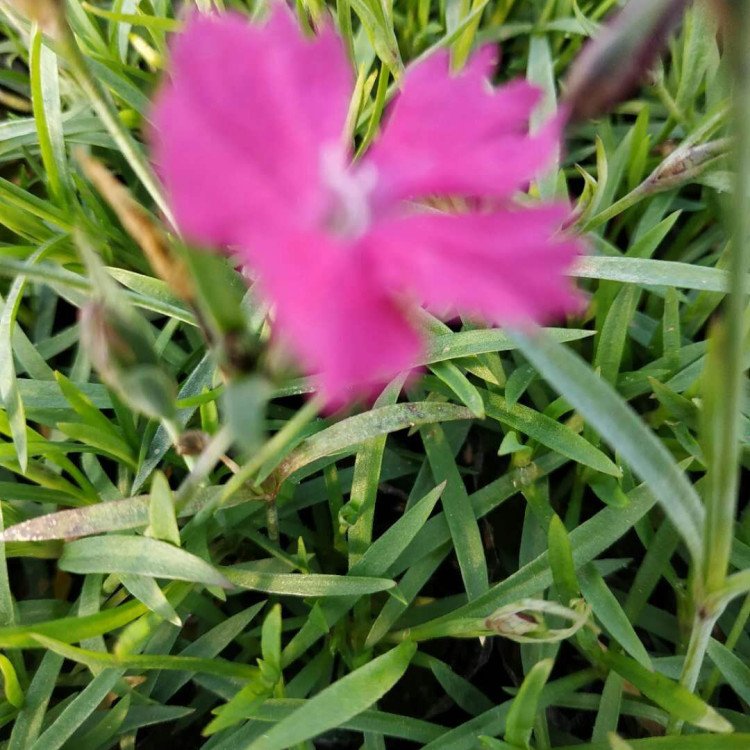 開花草坪 歐石竹穴盤苗 園林綠化用