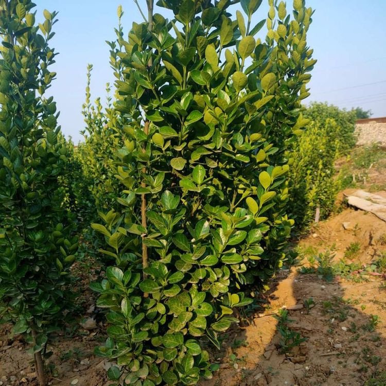 北海道黃楊 綠籬綠化工程苗 耐寒冬青 四季常綠