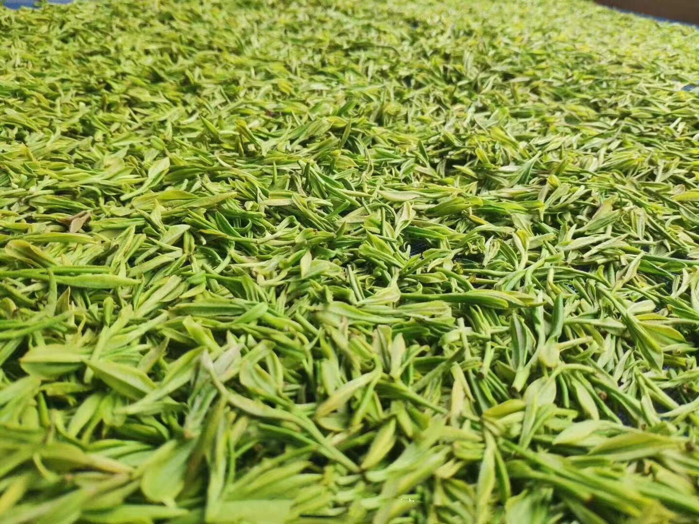 綠茶茶葉高山綠茶批發(fā) 廠家供應(yīng)