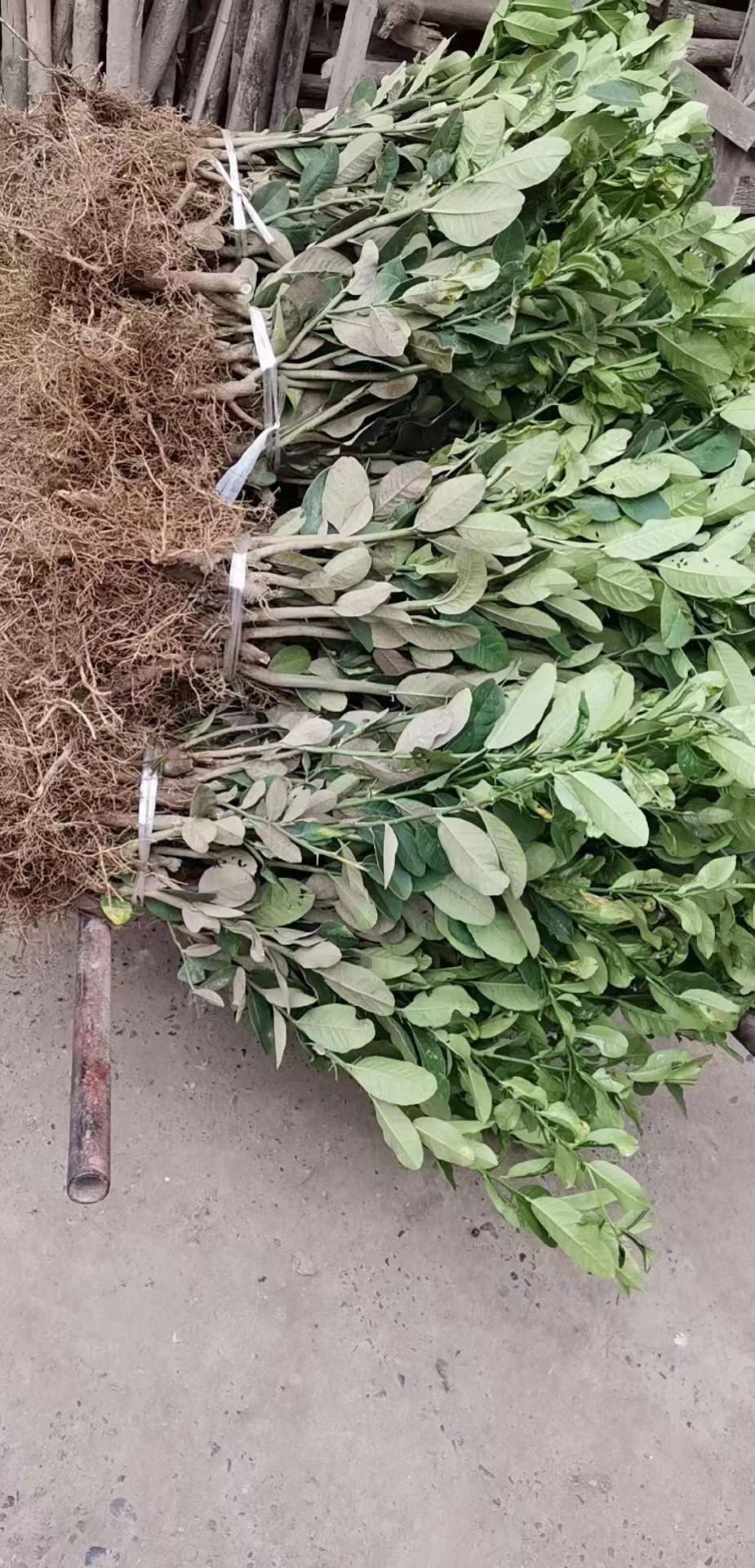 中藥材佛手種植 佛手種植市場前景好  基地直發(fā)