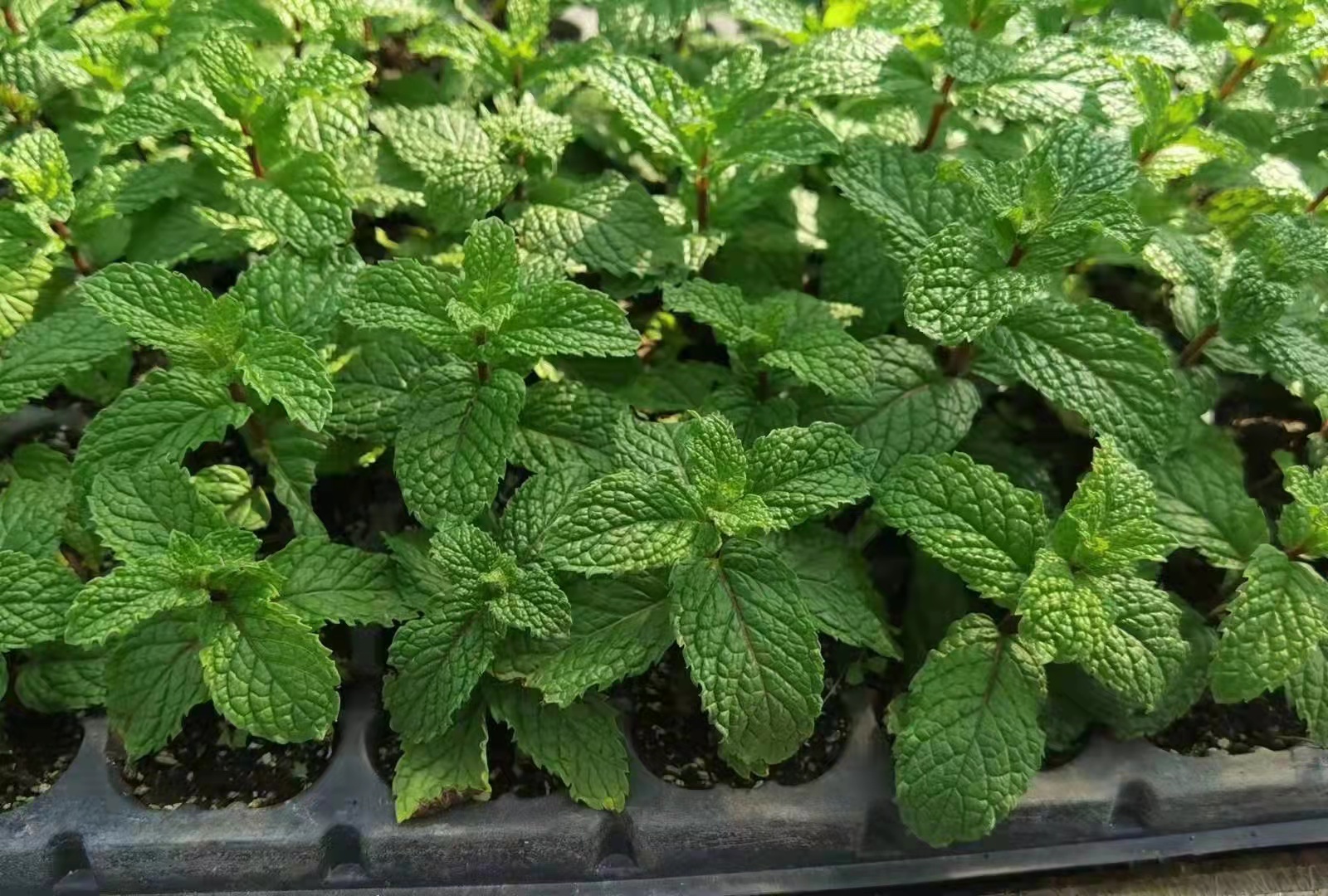 薄荷種子 供應(yīng)留蘭香薄荷種子 留蘭香薄荷種子批發(fā)銷售