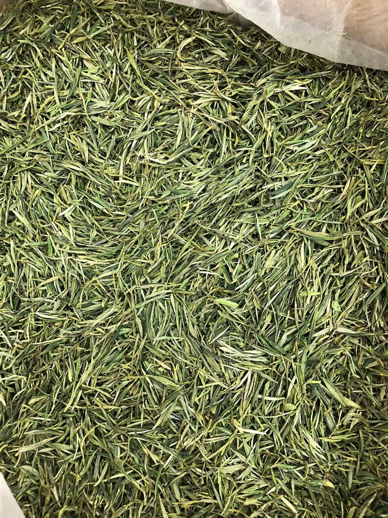 綠茶茶葉高山綠茶批發(fā) 廠家供應(yīng)