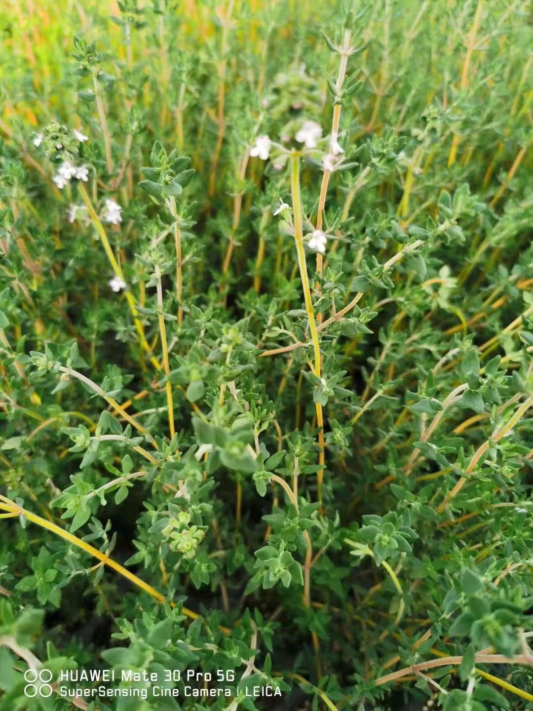 百里香 大量出售百里香種苗 百里香基地直銷