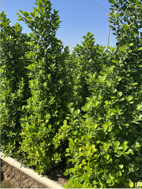 海南搖錢樹價格 火山榕基地