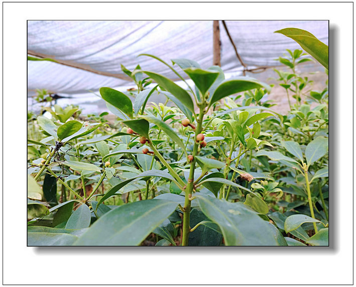 高產(chǎn)大紅八角樹苗基地直發(fā)全國(guó)包郵到家