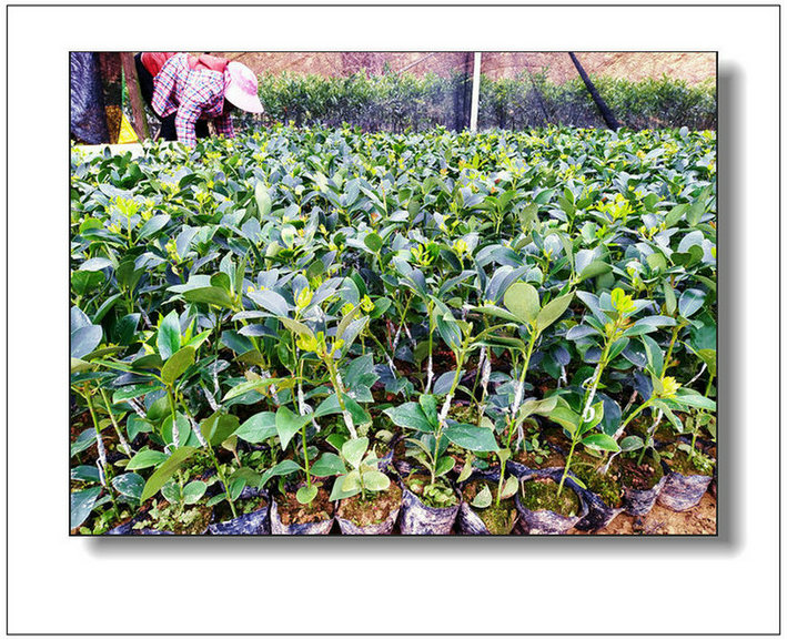 高產(chǎn)大紅八角樹苗基地直發(fā)全國(guó)包郵到家