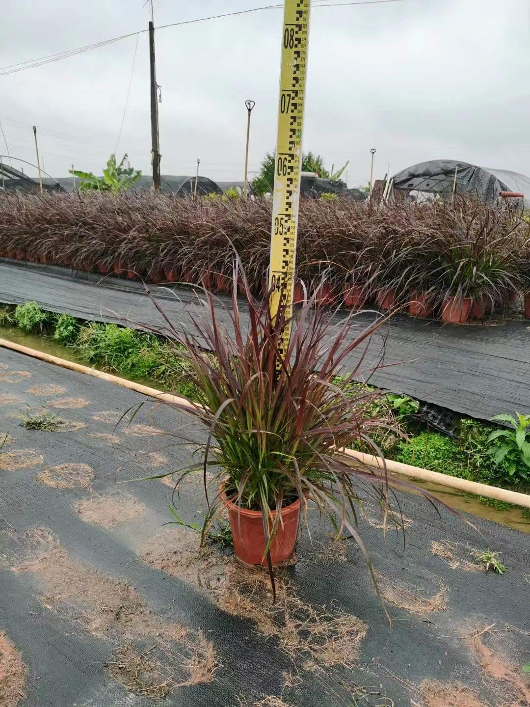 福建紫穗*尾草價(jià)格 *尾草基地