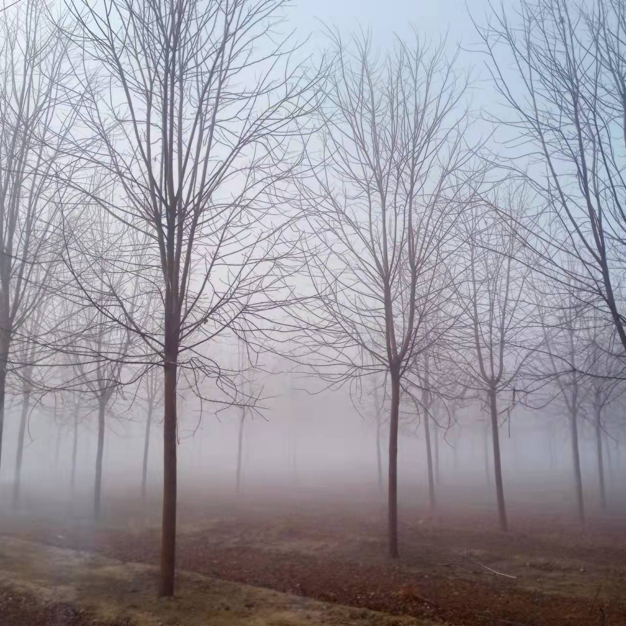 基地供應(yīng)美國紅楓樹苗、8公分美國紅楓樹苗批發(fā)價格、公園美國紅楓