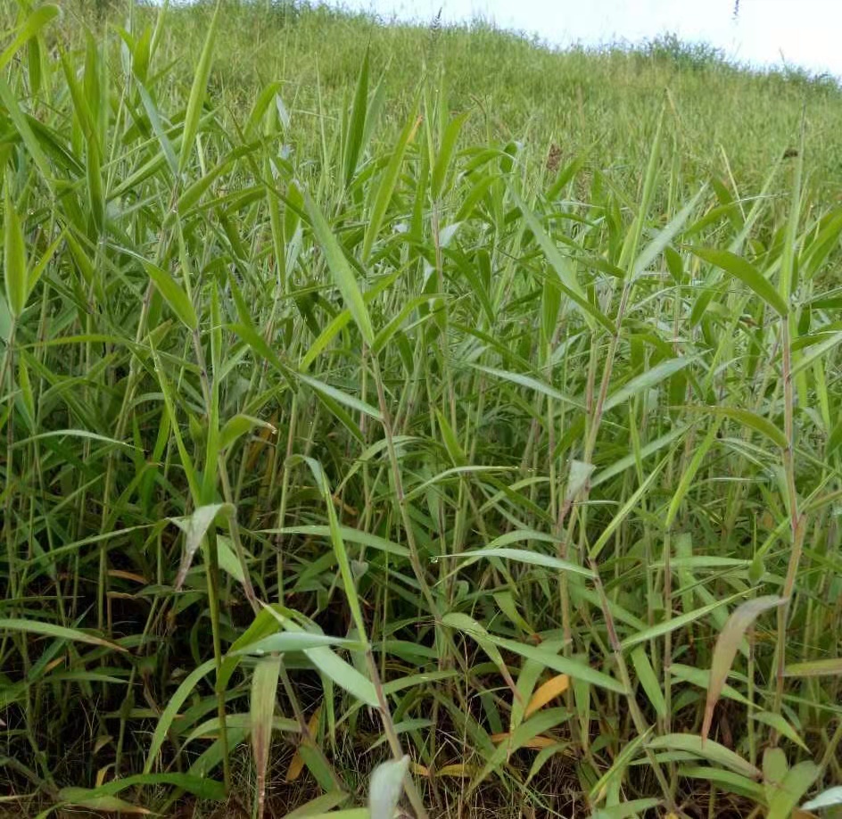 糖蜜草護(hù)坡綠化草種