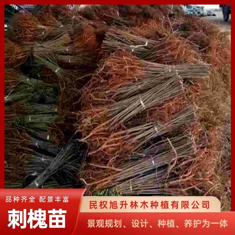 刺槐苗價錢_哪里有賣刺槐苗_刺槐苗供應(yīng)商_刺槐苗銷售電話