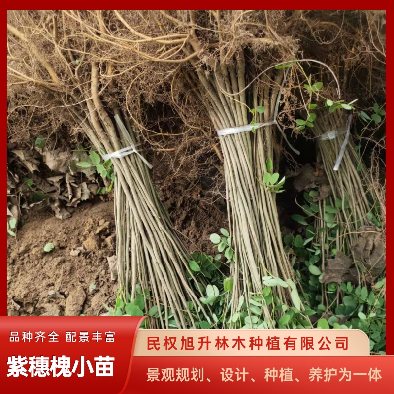 河北營養(yǎng)缽紫穗槐小苗批發(fā)基地_一棵多少錢_大量供應(yīng)_價錢【民權(quán)旭升林木種植有限公司】