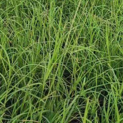 狗牙根園林草坪綠化草種