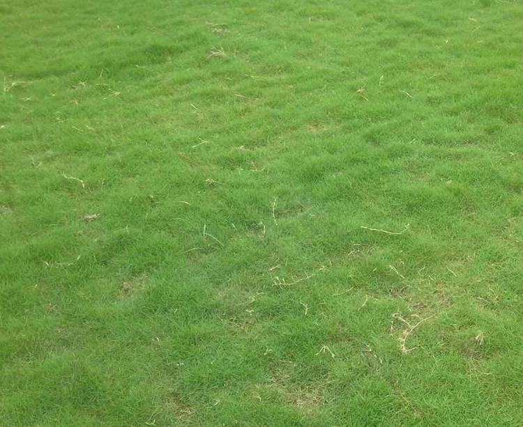 廣東葉油草廠家-價格-供應商