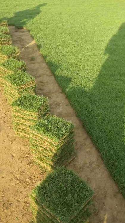 惠州大葉油草草塊 帶泥土草皮 別墅小區(qū)綠化 河堤道路美化易養(yǎng)護(hù) 河堤綠化草