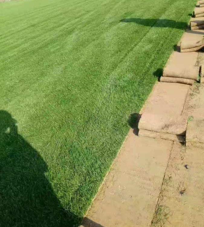 佛山草塊 臺(tái)灣草草塊 公園道路綠化 草坪基地供應(yīng) 道路綠化草