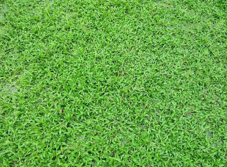 佛山草皮 臺灣草草皮 廠房河堤綠化 草坪基地供應(yīng)