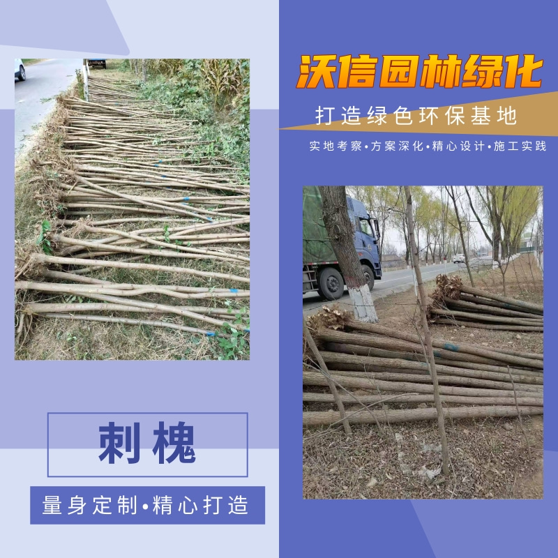 湖南刺槐種植園，刺槐批發(fā)價，刺槐產(chǎn)地供應(yīng)