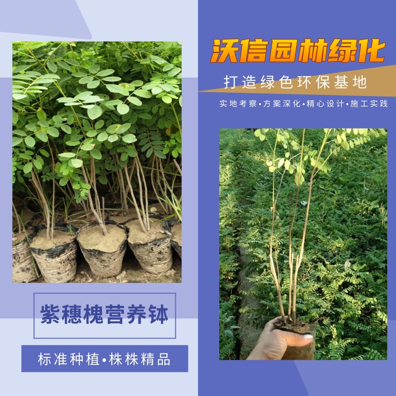 浙江紫穗槐營養(yǎng)杯苗批發(fā)，紫穗槐營養(yǎng)杯苗種植基地，紫穗槐營養(yǎng)杯苗價錢
