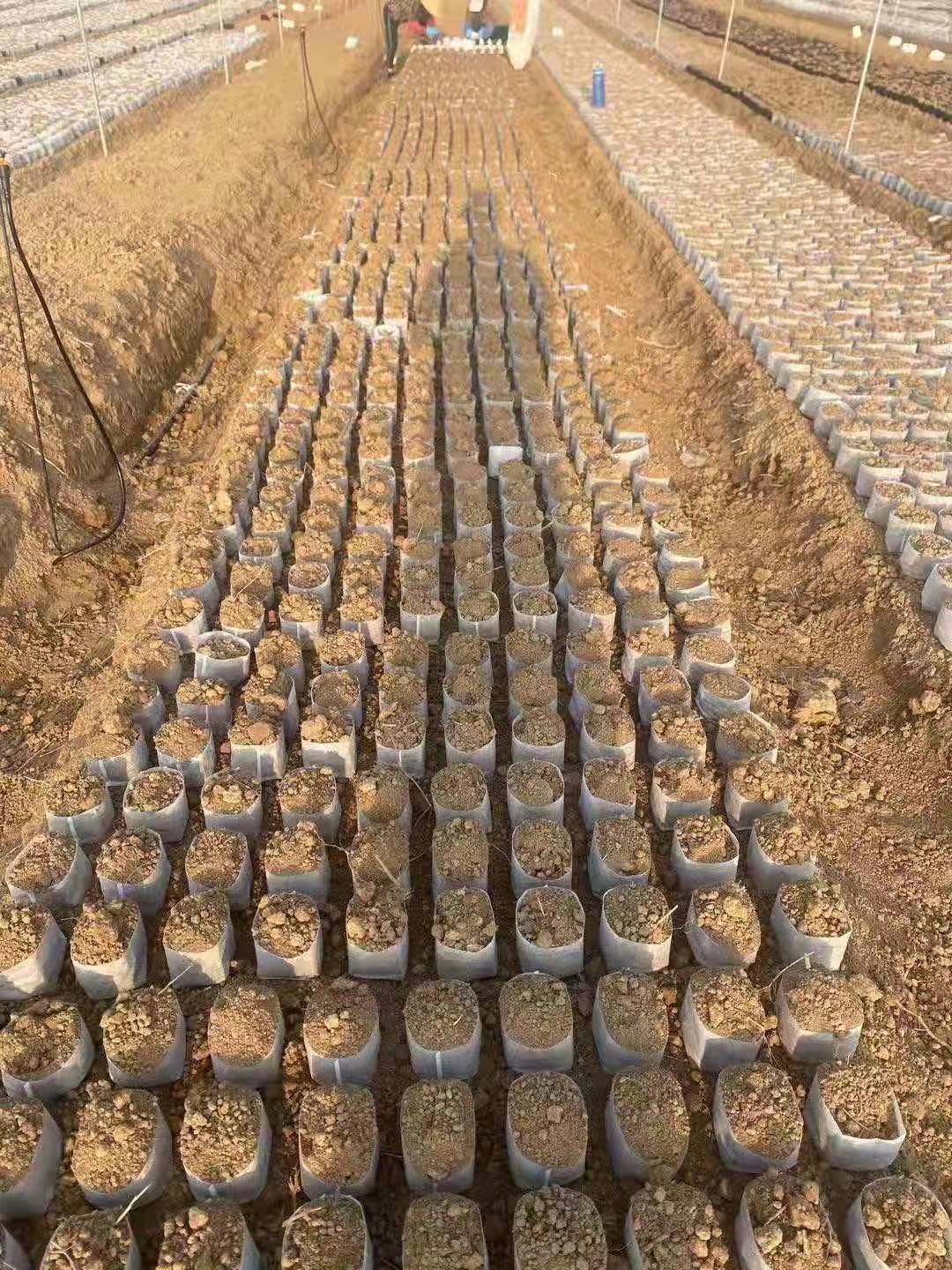 明星可降解無紡布育苗容器 育苗袋廠家 環(huán)保透氣營養(yǎng)袋