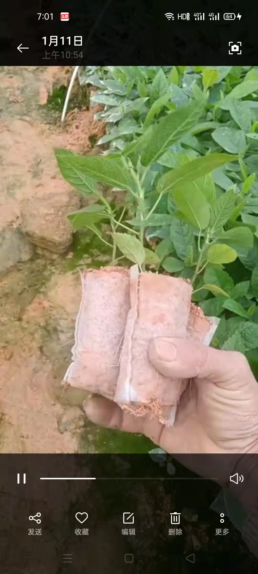 安徽育苗營養(yǎng)缽廠家 無紡布育苗袋 營養(yǎng)袋免脫袋 明星廠家定制 定制樣式尺寸 安徽營養(yǎng)袋免脫袋廠家 無紡布營養(yǎng)袋