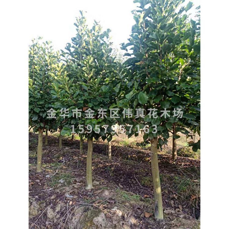 基地直銷嫁接紫玉蘭樹 批發(fā)紅白黃玉蘭樹木工程綠化樹木