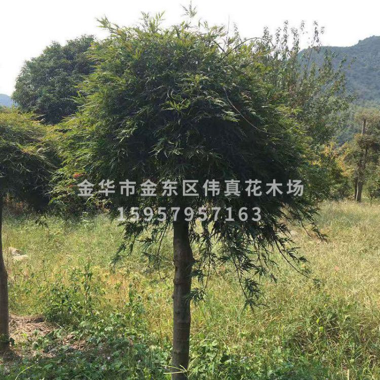 大量供應(yīng)庭院綠化樹 綠羽毛楓 紅羽毛楓 多種綠化樹