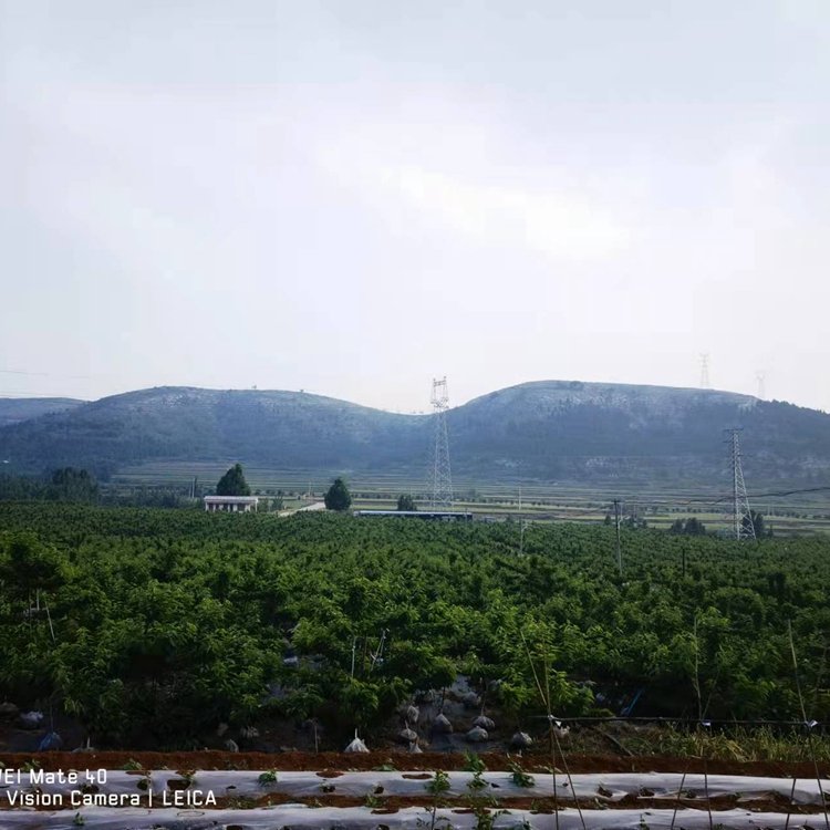 4年的大櫻桃結果樹 適合大棚種植 當年結果 當年結果樹