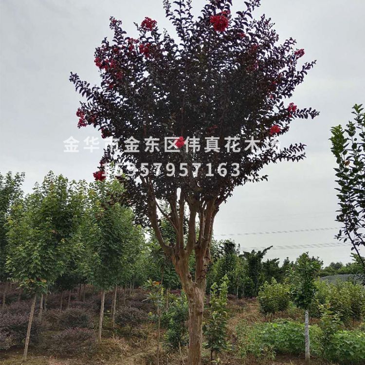 基地直銷 花灌木 大紅花紫薇 美國三紅紫薇 批發(fā)供應