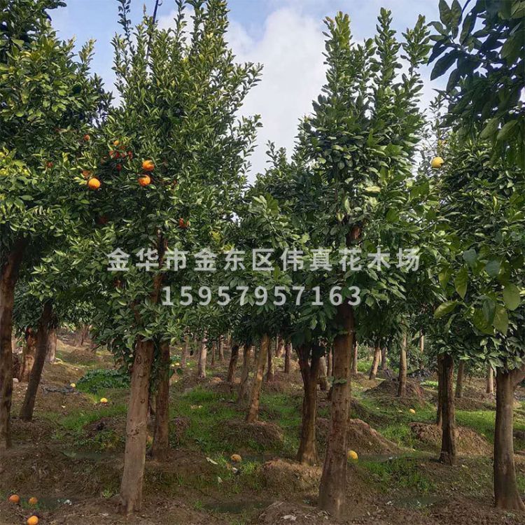 基地直銷香泡多規(guī)格的全冠香泡 移栽骨架香泡 叢生香泡 柚樹