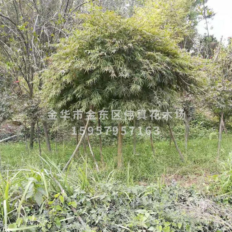 大量供應(yīng)庭院綠化樹 綠羽毛楓 紅羽毛楓 多種綠化樹