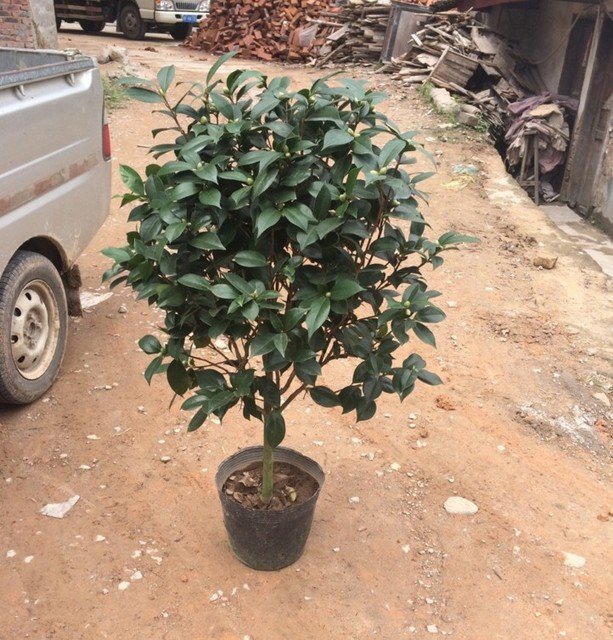 一樹多色系茶花 一米以上高 六十到八十冠的五色赤丹茶花 赤丹茶花小樹