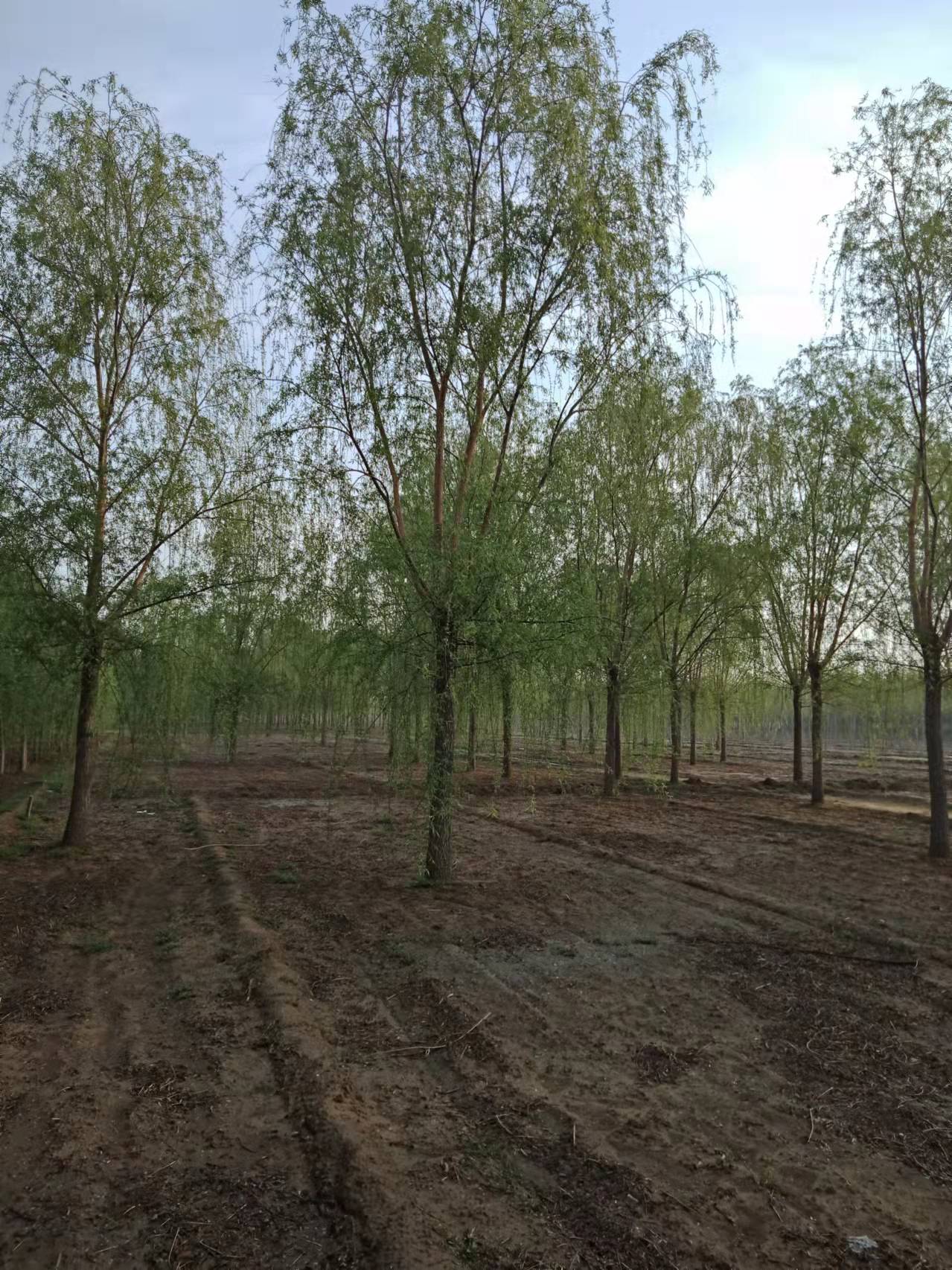 河北垂柳供應(yīng)，河北平頭垂柳報(bào)價(jià)，河北平頭垂柳批發(fā)