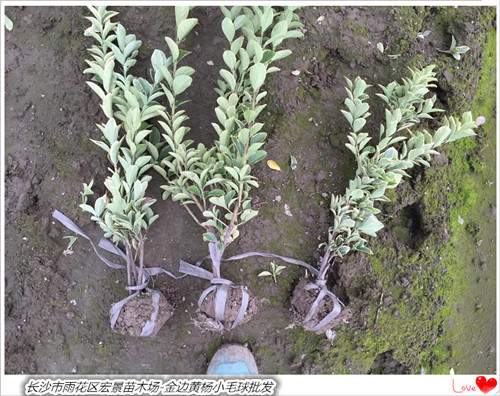 黃楊毛球-批發(fā)湖南金邊黃楊小毛球 湖南金邊黃楊小苗 現(xiàn)場看苗起貨